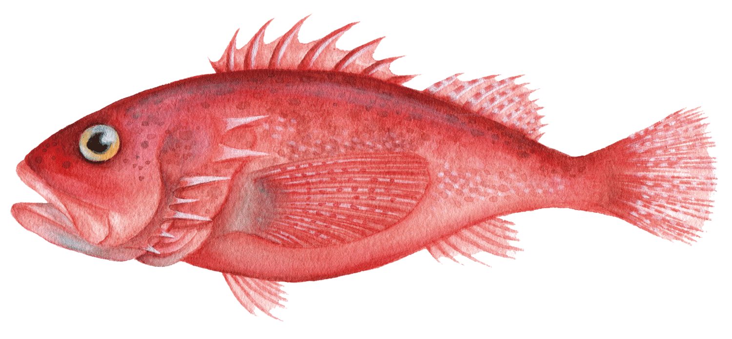深海魚イラスト アカカサゴ