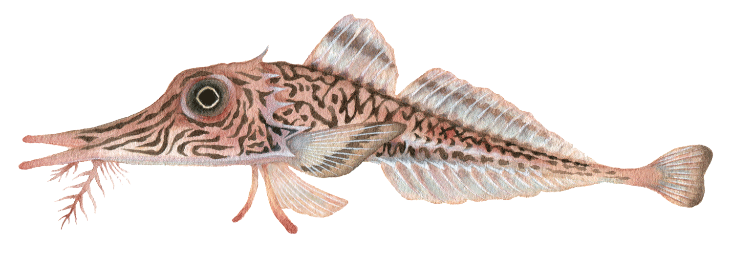 深海魚イラスト キホウボウ