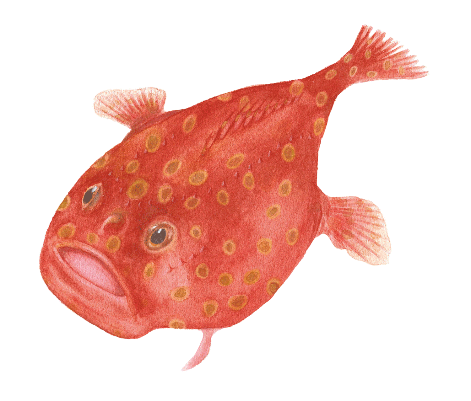 深海魚イラスト ミドリフサアンコウ