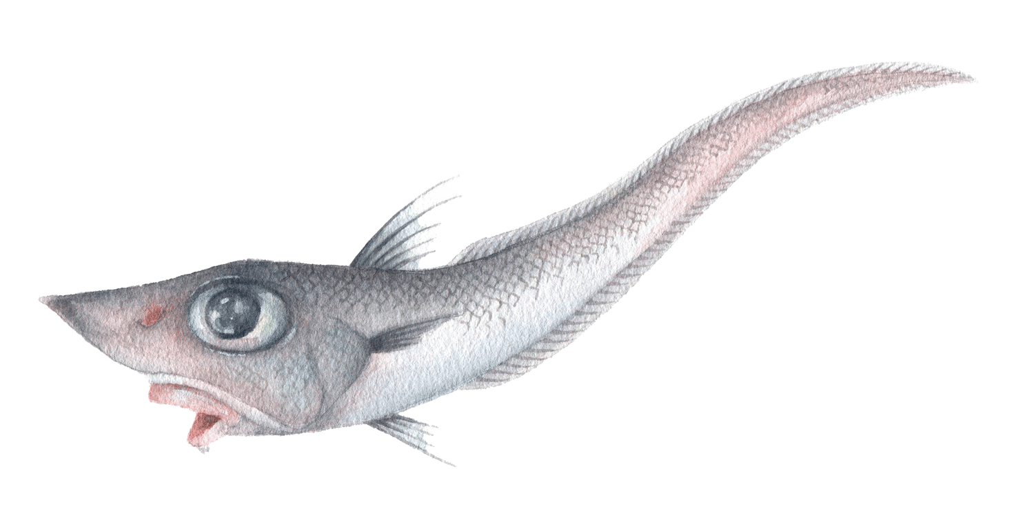 深海魚イラスト ネズミヒゲ