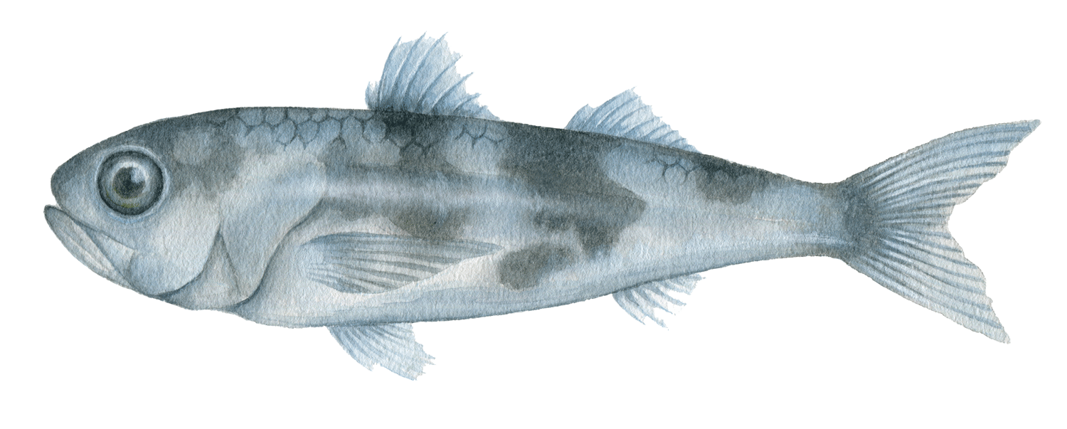 深海魚イラスト スミクイウオ
