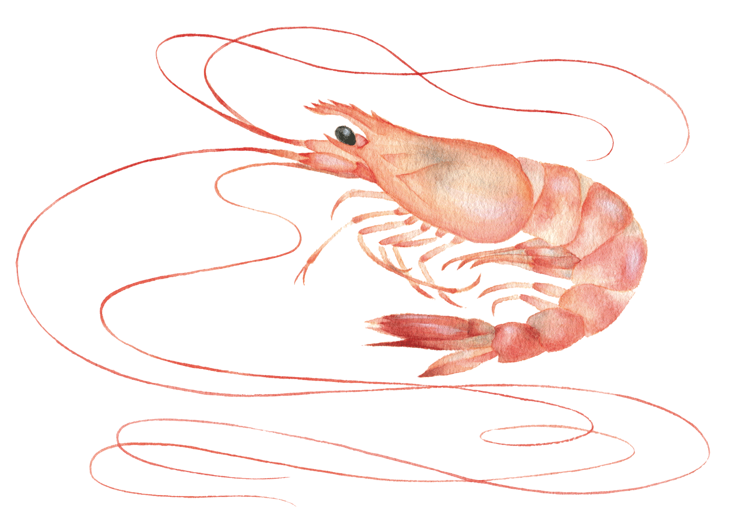 深海魚イラスト タカエビ
