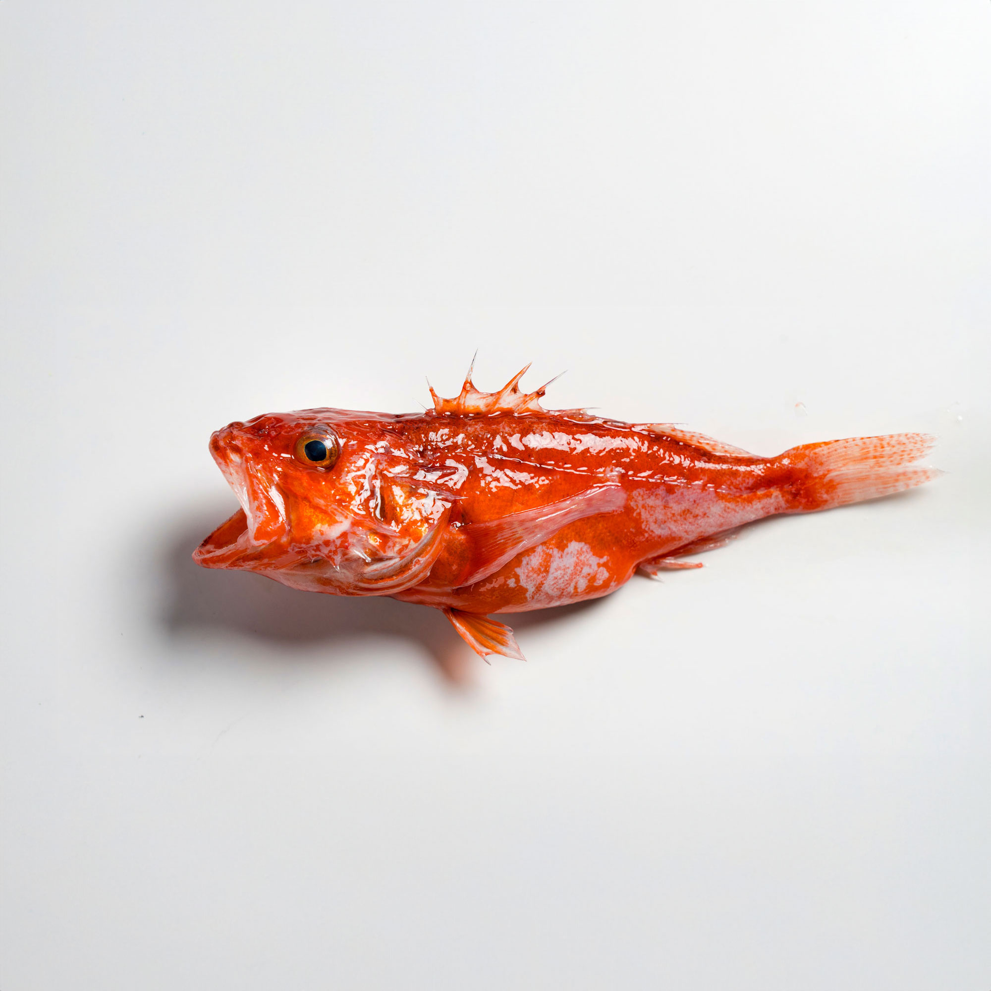 アカカサゴ