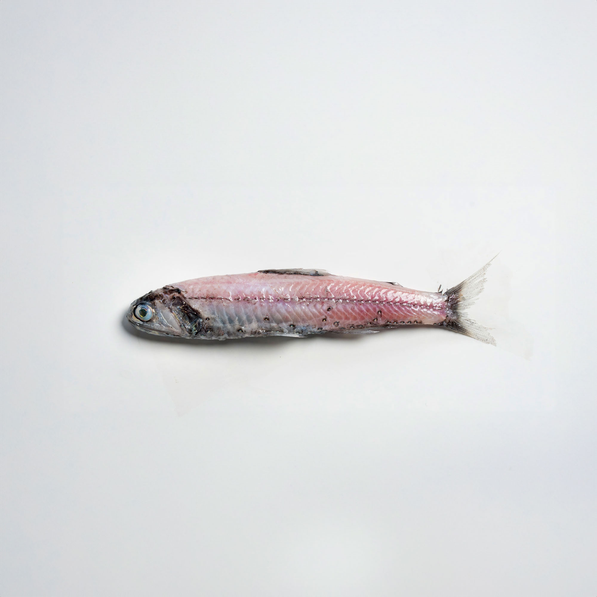 ハダカイワシ