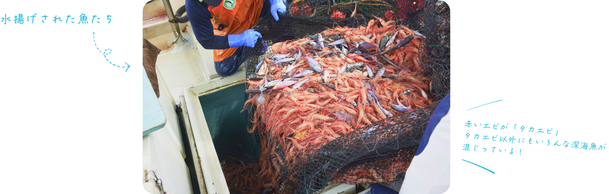 水揚げされた魚たち