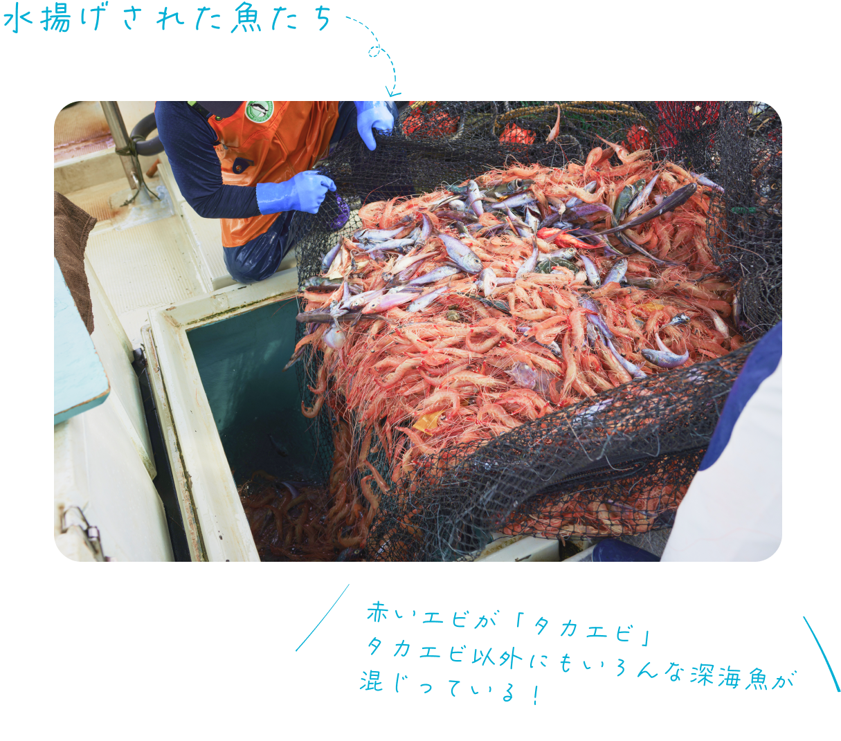 水揚げされた魚たち